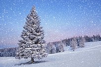 Сделай Одинцовским лесам новогодний подарок — оставь ёлочку в лесу!