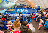 Московский передвижной дельфинарий провел благотворительное представление для одинцовских детей