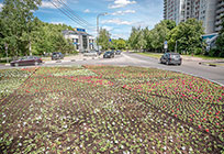 Более 490 тысяч цветов будет высажено на клумбах в Одинцово