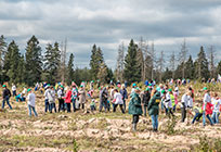 Общественная палата Одинцовского района примет участие в акции «Наш лес. Посади свое дерево»