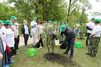 Более 18700 человек приняли участие в акции «Лес Победы» в Одинцовском городском округе