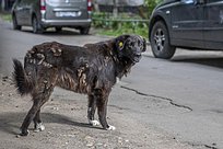 Более 400 бездомных собак чипированы в Одинцово