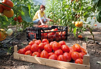 Более 2,5 тысяч тонн овощей собрали в Одинцовском округе за 2020 год