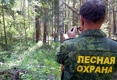 На территории Звенигородского лесничества было выявлено 334 нарушения лесного законодательства