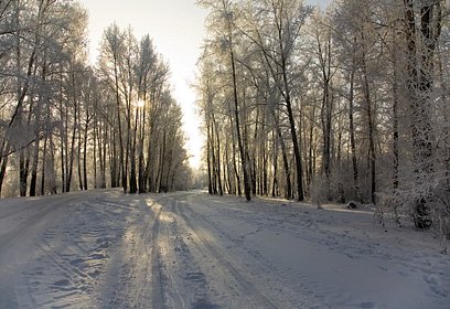 В Звенигородском лесу за три зимних месяца заблудились три человека