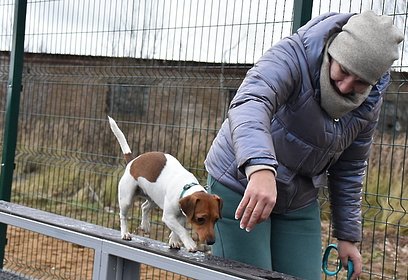 Жители Одинцовского округа могут предложить место под выгульные площадки для собак