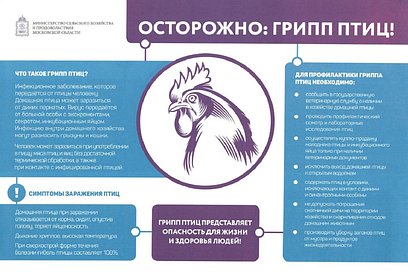 Жителей Одинцовского округа предупреждают о напряжённой эпизоотической ситуации по птичьему гриппу
