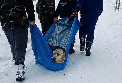 Спасатели в Одинцово помогли выбраться провалившемуся в котлован алабаю