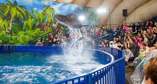 Московский передвижной дельфинарий провел благотворительное представление для одинцовских детей