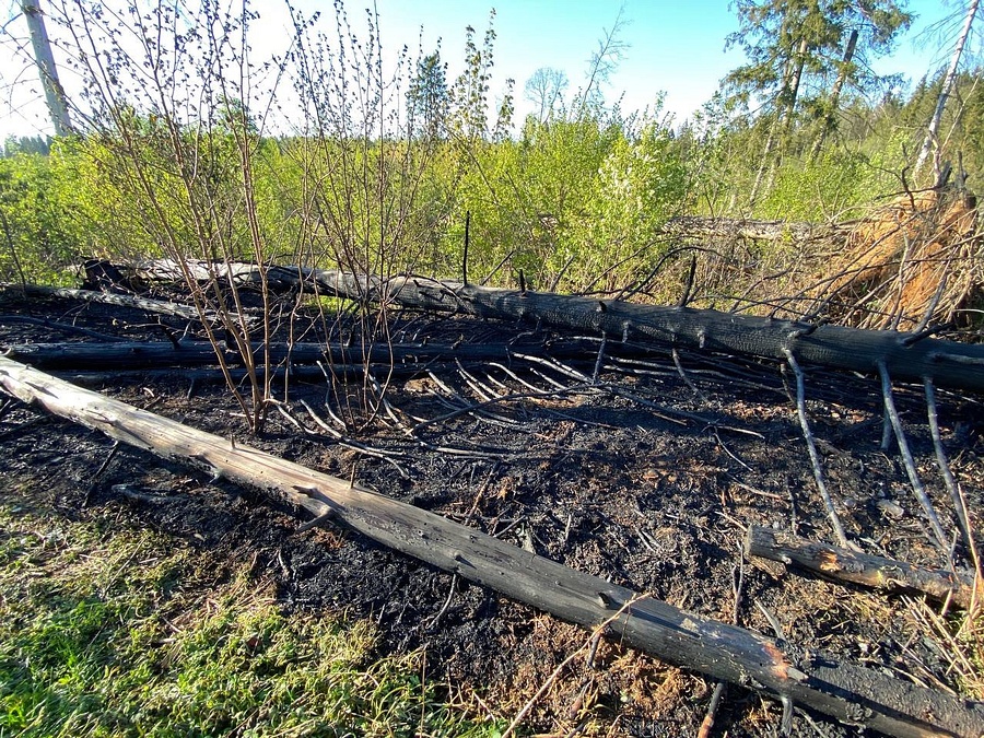 С начала года на территории Одинцовского округа возникло 2 лесных пожара, Июнь