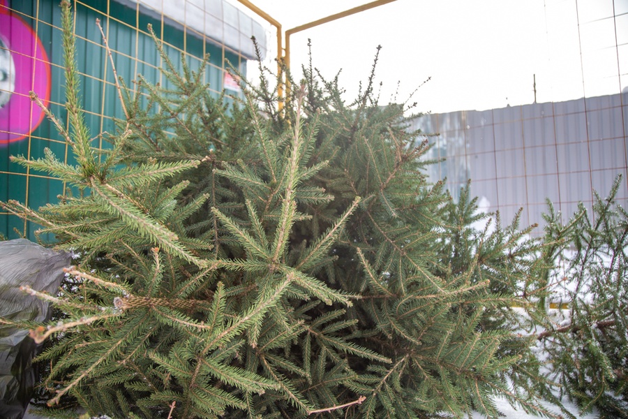 Итоги акции «Подари вторую жизнь своей елке!» подвели в Одинцовском округе, Февраль