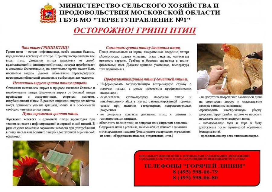 Жителей Одинцовского округа предупреждают о напряжённой эпизоотической ситуации по птичьему гриппу, Май