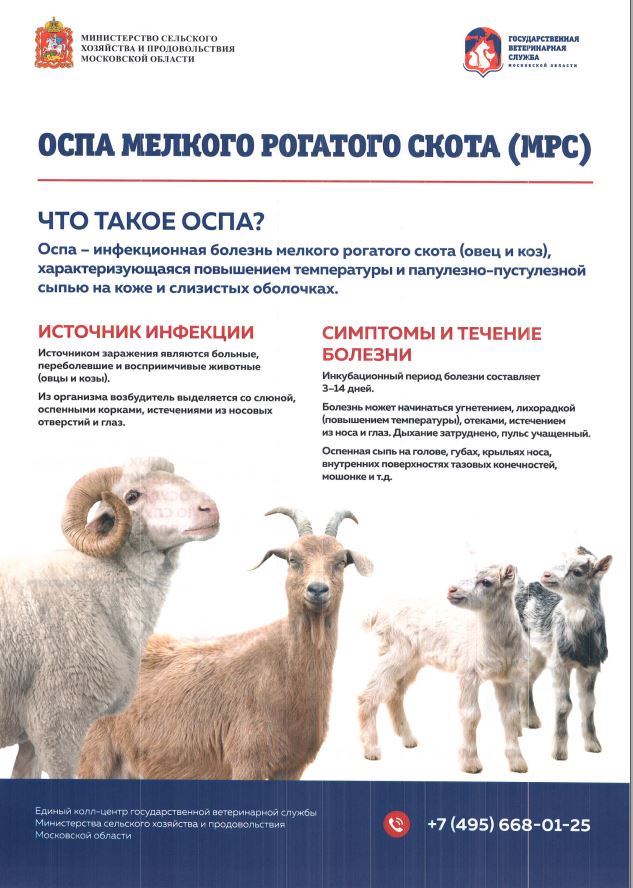 Жителей Одинцовского городского округа предупредили о риске оспы овец, Сентябрь