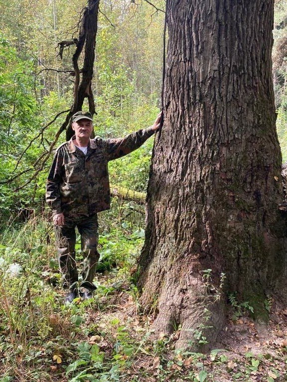 Лесничие обнаружили 300-летний дуб в Одинцовском городском округе, Сентябрь