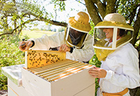 Форум «Пчеловод-инфо 2015» состоится в Рузском районе