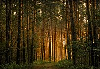 Около 10 тыс га леса планируется восстановить в Подмосковье в 2016 году