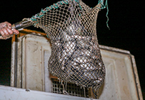 В преддверии Дня города в «баранку» выпустили 700 килограммов рыбы