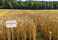 НИИ сельского хозяйства «Немчиновка» получил два гранта от областного правительства
