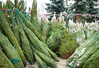 Двa пункта приема новогодних елок откроются 1 января в Одинцово