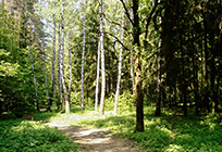 Одинцовский район — в числе лидеров среди муниципалитетов Подмосковья по созданию лесопарков
