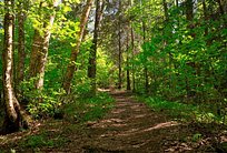 «Все в лес» — новый проект по развитию рекреационного потенциала лесопарковой территории в Подмосковье