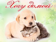 Благотворительная выставка кошек и собак из приютов «Хочу домой» пройдет в Одинцово 12 июня