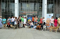 Благотворительная выставка животных из приютов «Хочу домой!» один из проектов-претендентов на премию «Наше Подмосковье»