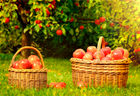 Игровая программа «Яблочный спас»