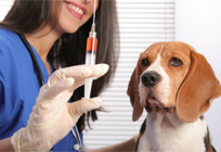 В Одинцово проведут бесплатную вакцинацию против бешенства для кошек и собак