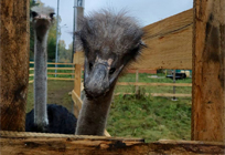 В Одинцово поселились страусы