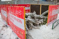 Более 850 ёлок сдали жители Одинцовского округа на переработку