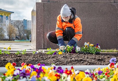 Около 290 тысяч цветов высадили за весну в Одинцовском округе