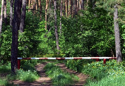 Ограничение на посещение лесов и въезд в них автотранспорта снято в Подмосковье