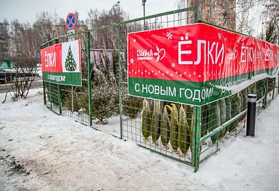Елочные базары откроются в Одинцовском округе 20 декабря