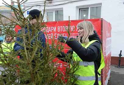 Более 10 пунктов приема новогодних елей оборудуют в Одинцовском округе в рамках акции «Подари своей елке вторую жизнь!»