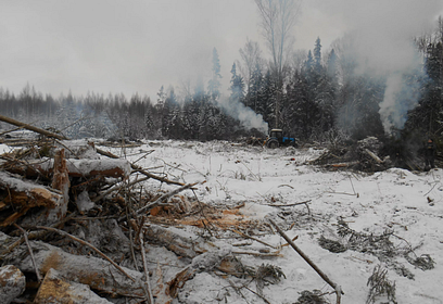 В Одинцовских лесах проводятся санитарные рубки