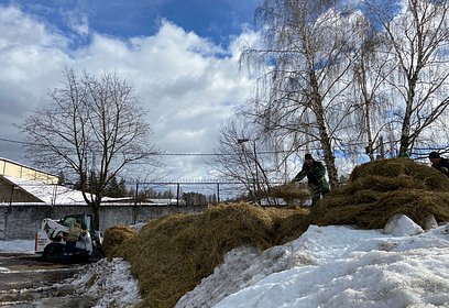 Снег из Одинцовского округа используют для спасения маленьких елей