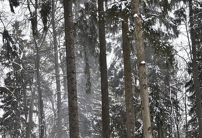 Акция «Антимусорный рейд» стартовала в лесах Подмосковья