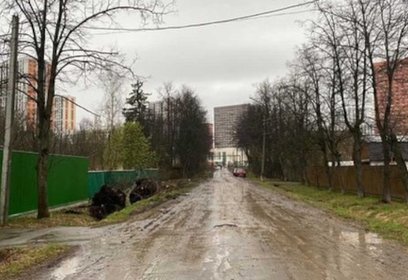 Администрация Одинцовского округа вместе с полицией пресекла незаконную вырубку липовой аллеи в микрорайоне Одинцово-1