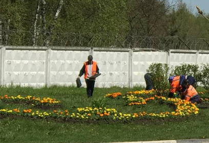 Более 440 тысяч цветов будет высажено на улицах Одинцово в 2021 году