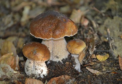 В Подмосковье разрешен сбор любых видов грибов, кроме занесенных в Красную книгу