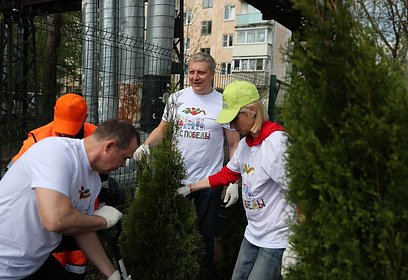 В Одинцовском округе в ходе акции «Лес Победы» высадили 1418 деревьев
