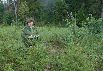 В Одинцовском и Рузском городских округах площадь покрытых лесом земель увеличится на 1000 гектаров