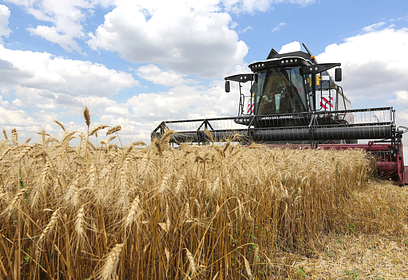 Одинцовский округ полностью выполнил план 2021 года по уборке зерновых и зернобобовых культур