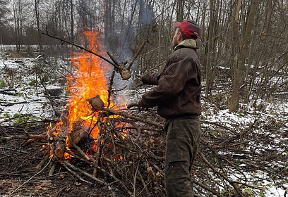 В лесах Одинцовского и Рузского городских округов продолжаются санитарно-оздоровительные мероприятия
