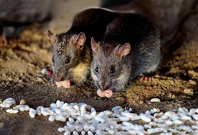 Подвальные помещения МКД в Одинцовском округе ежемесячно обрабатывают от крыс и мышей