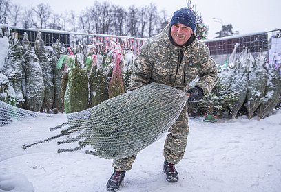 На территории Одинцовского округа открылись 16 ёлочных базаров