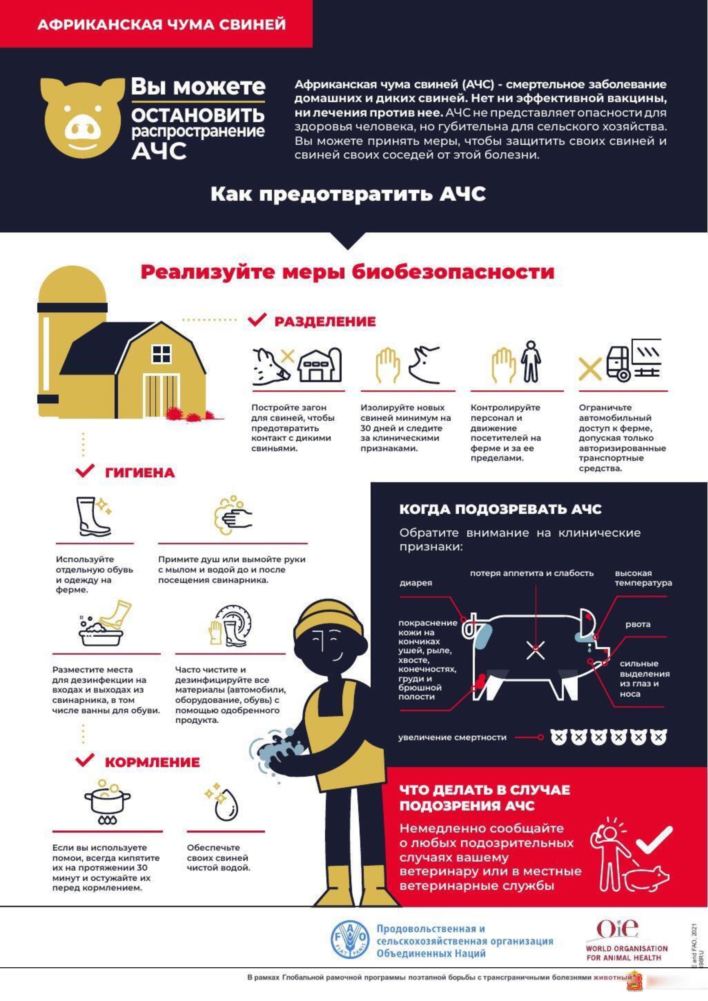 Африканская чума свиней — Одинцовский городской округ Московской области