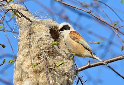 На Нарских прудах в Одинцовском городском округе специалисты обнаружили новое гнездо обыкновенного ремеза