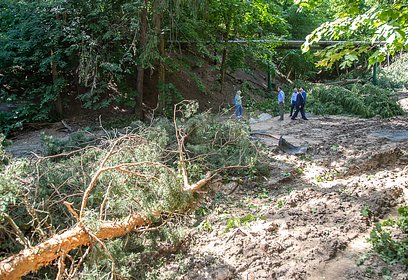 Глава Одинцовского округа поручил найти и привлечь к ответственности виновных в вырубке вековых деревьев в Звенигороде